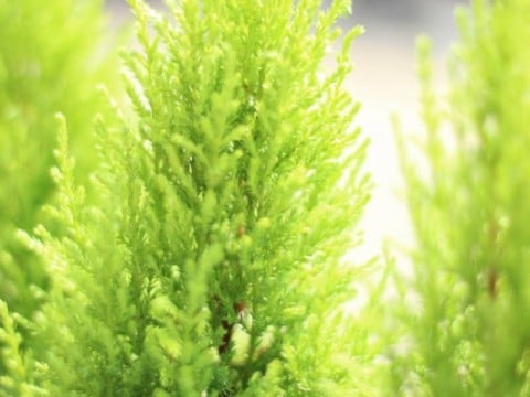 植樹活動 植樹活動